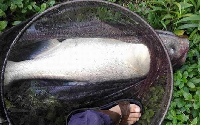 鲢鳙一般几月份好钓？