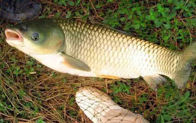 野钓草鱼钓浮还是钓底？