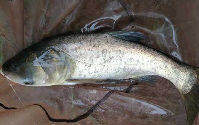 夜钓鲢鳙的技巧和方法