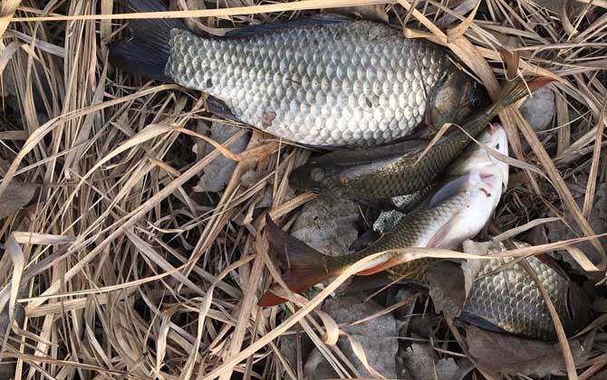 水库野钓鲫鱼如何打窝？