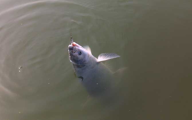 冬天野钓青鱼的最佳方法