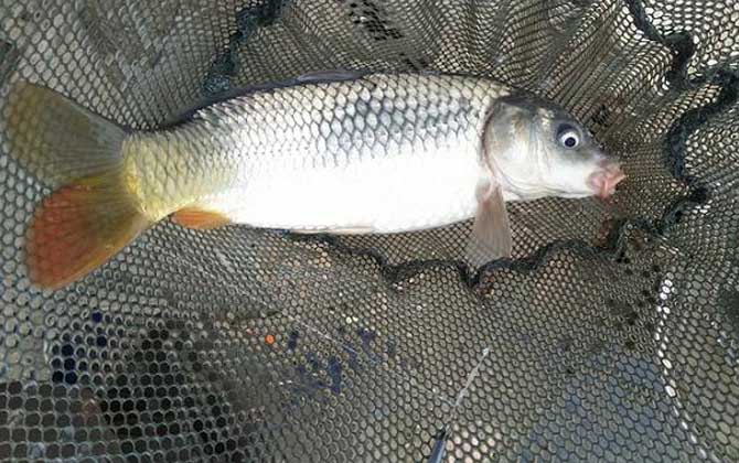 野钓鲤鱼怎么调漂最好？