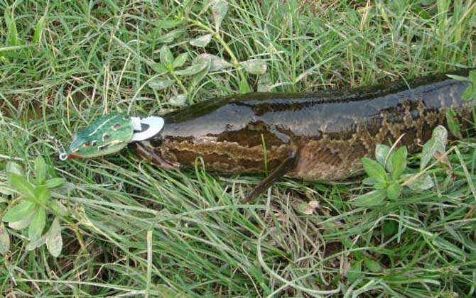 黑鱼几点钟吃口最厉害？