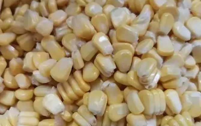 老坛玉米打窝嫩玉米钓效果好吗?