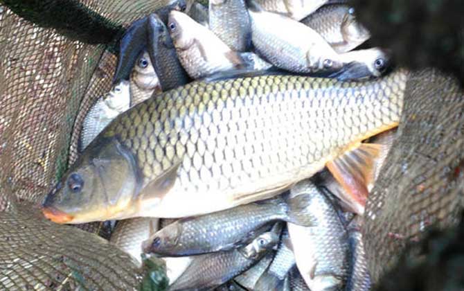 什么时候最容易钓大鱼?