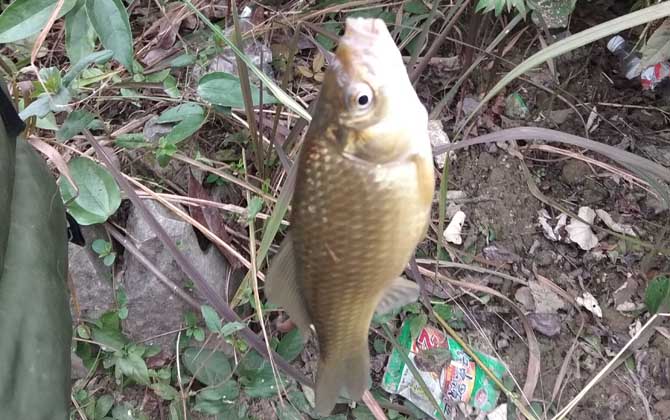 初春野钓鲫鱼调几钓几?