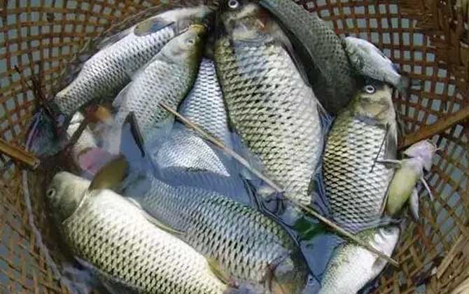 钓鲫鱼什么小药好