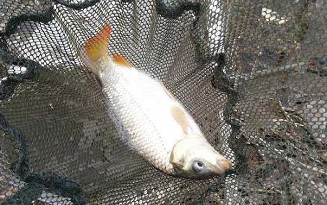 老坛玉米钓鲤鱼效果怎么样