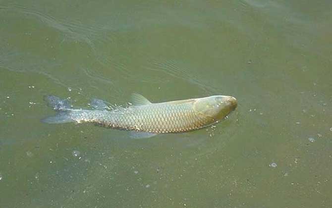 草鱼最爱吃什么饵料