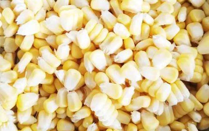嫩玉米怎么泡制好钓鱼