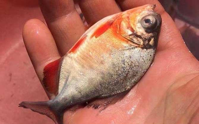 淡水白鲳鱼用什么饵料钓