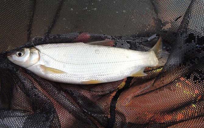 水库钓黄尾鱼用什么饵料