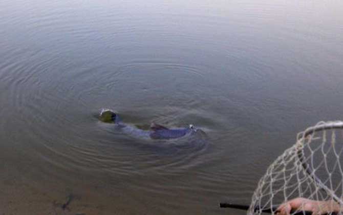 水库钓青鱼用什么饵料最好