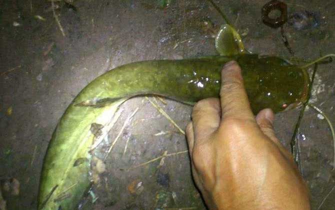 钓塘角鱼用什么饵最好