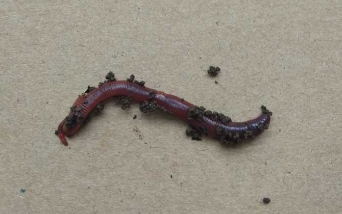 蚯蚓价格多少钱一斤