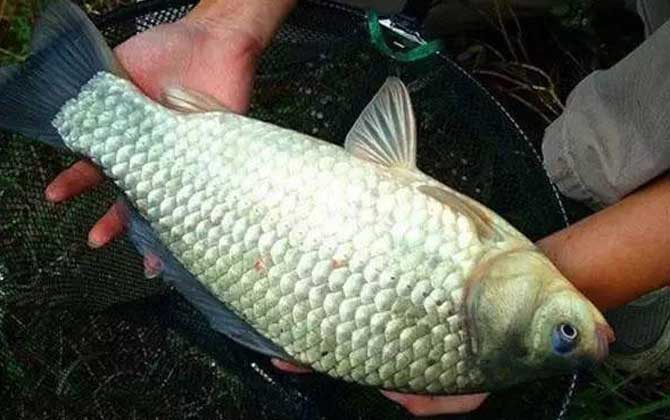 鲫鱼喜欢吃什么味道的饵料