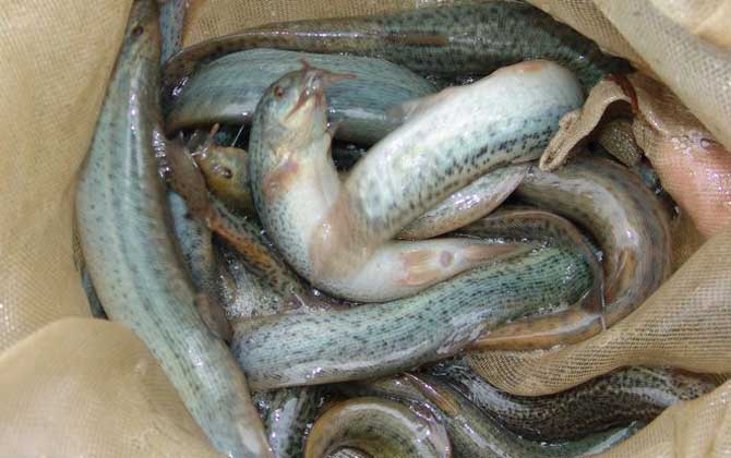 捉野生泥鳅用什么诱饵最好