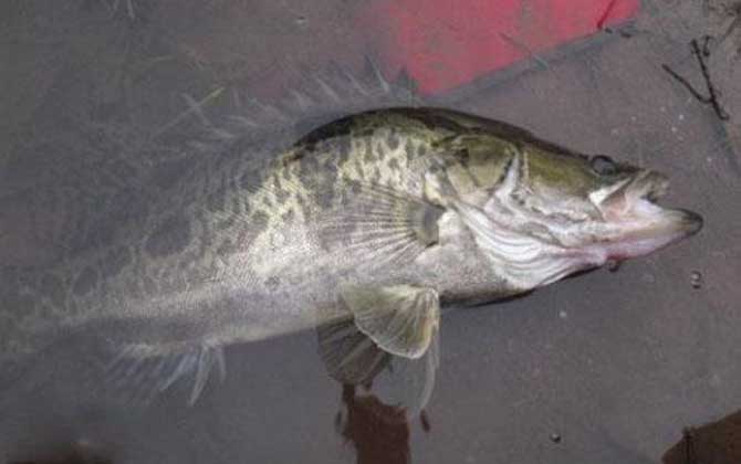 路亚鳜鱼用什么颜色的饵