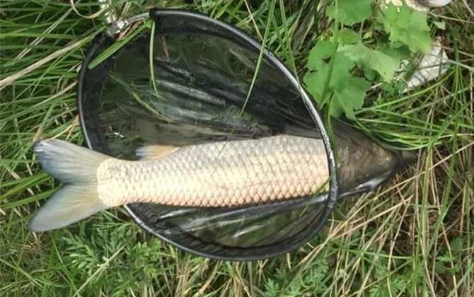 钓草鱼和鲤鱼用什么饵料最好