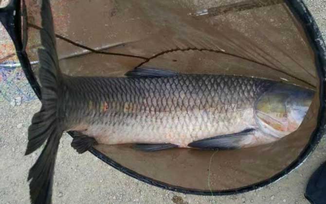 5月份钓青鱼用什么饵料