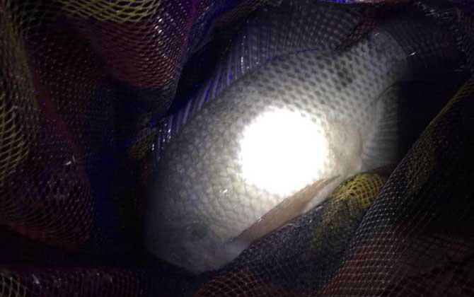 野钓大罗非用什么饵料最好