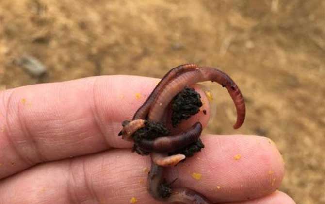 冬天钓鱼不开口用什么饵料