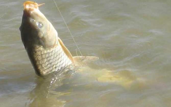 冬季钓鲤鱼用玉米粒好用吗