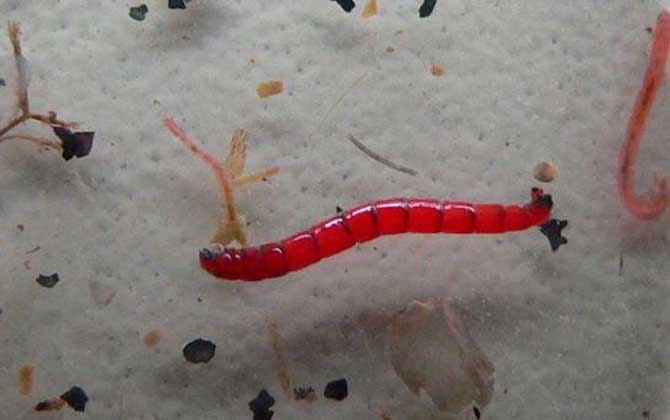 红虫怎么保存不会死