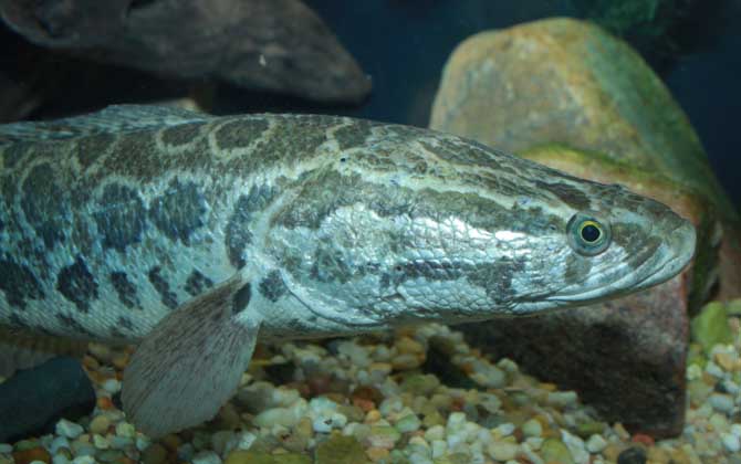 钓黑鱼用什么鱼钩