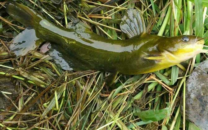 伊豆6号钩适合钓什么鱼