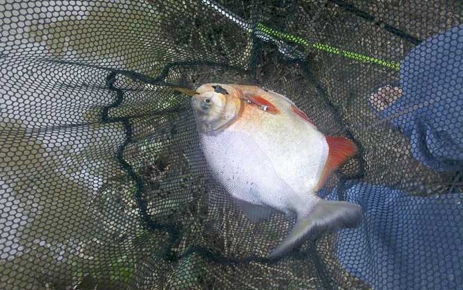 钓鲳鱼用什么钩