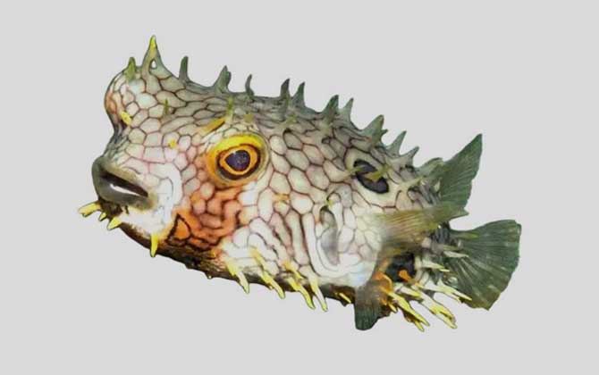 安地列斯短刺鲀是什么鱼