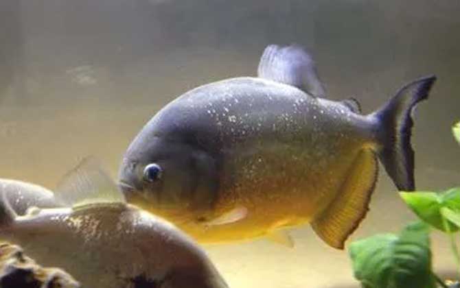 水虎鱼的寿命有多长