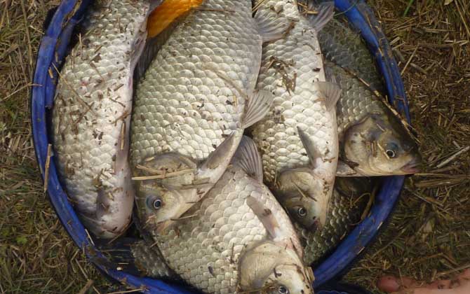 鲫鱼为什么长不大