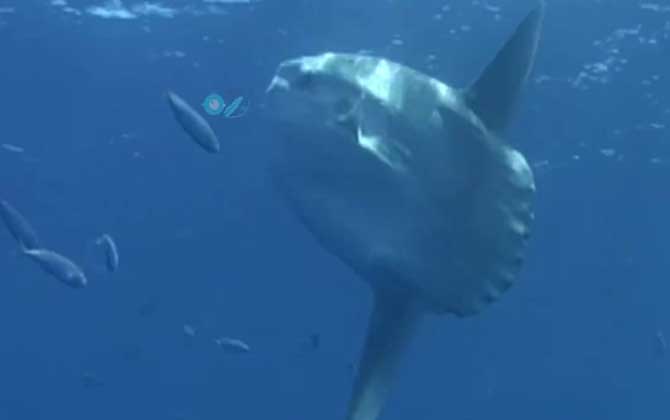 翻车鱼真的很难吃吗