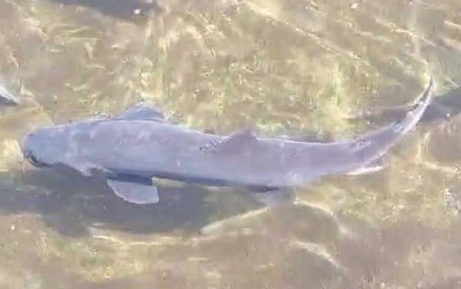 哲罗鲑是细鳞鱼吗