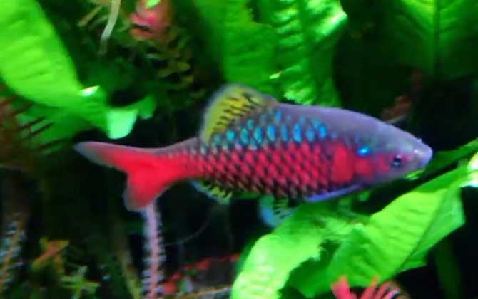钻石彩虹鲫是什么鱼