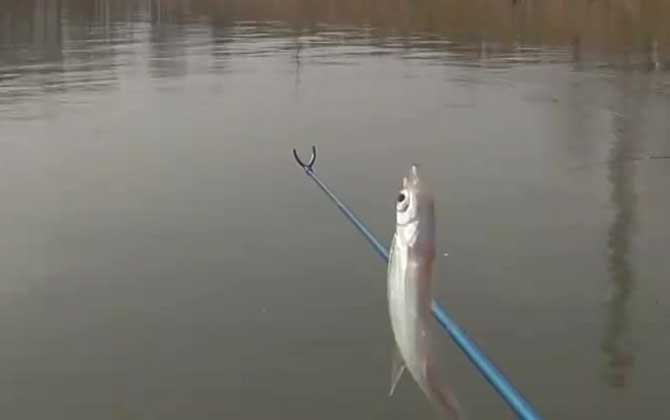 白条鱼什么时候开口