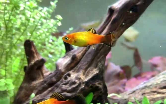 月光鱼是什么鱼