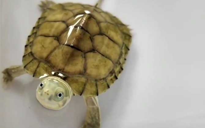 黄喉拟水龟价格多少钱一只