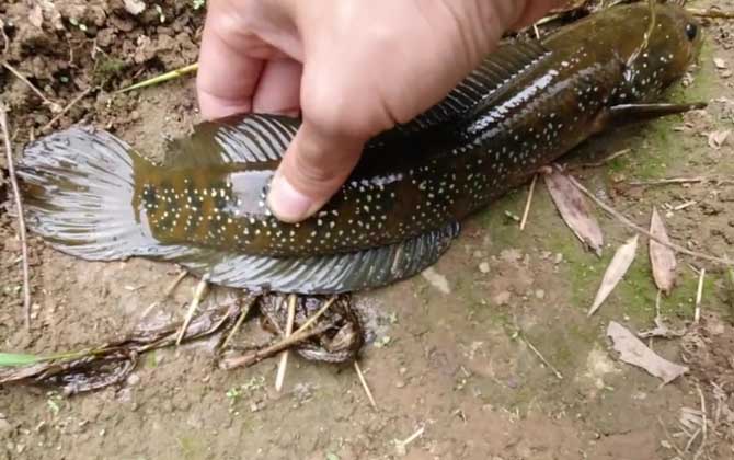 七星鱼为什么不能养