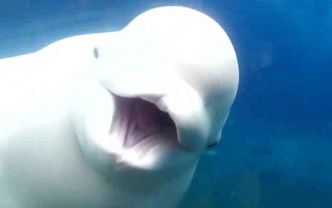 白鲸和海豚的区别