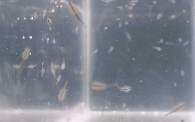 丰年虾卵会过期吗