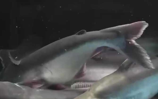 为什么不建议吃巴沙鱼