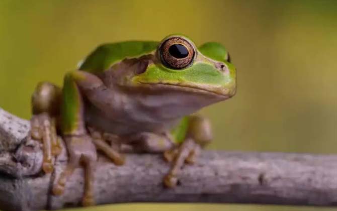 树蛙是保护动物吗