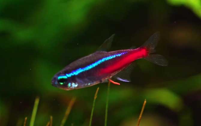 月光鱼可以和什么鱼混养