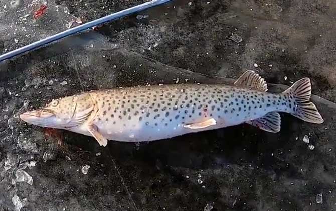 黑斑鱼是什么鱼