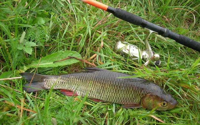 草鱼是底层鱼还是中层鱼