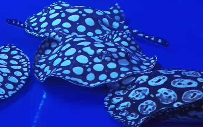 魟鱼是魔鬼鱼吗