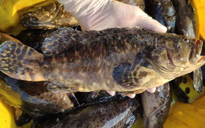 石斑鱼大的贵还是小的贵